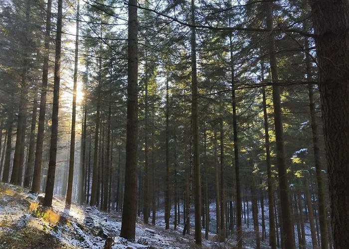 公寓 Kleine Pfalz Im Casa Del Cornelia 埃登科本